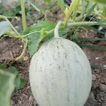 Etico Le Grazie * Bevagna