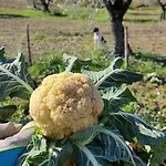 Vakantieboerderij Etico Le Grazie
