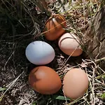 Etico Le Grazie Agroturismo Bevagna