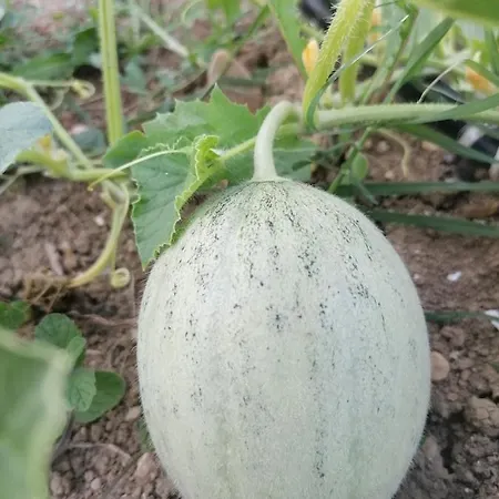 Etico Le Grazie * Bevagna