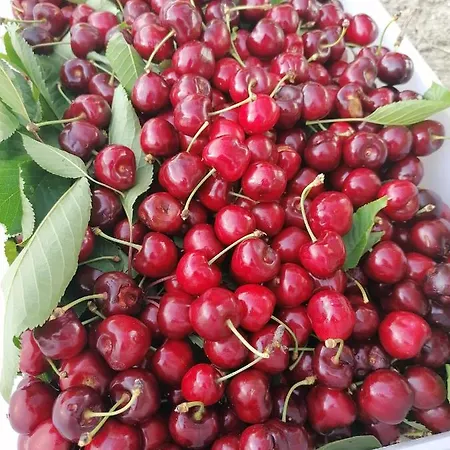 Etico Le Grazie Lantgård *