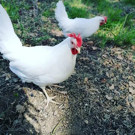 Etico Le Grazie * Bevagna