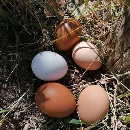 Etico Le Grazie Lantgård Bevagna